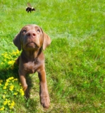 What To Do If Your Dog Or Cat Is Stung By A Bee